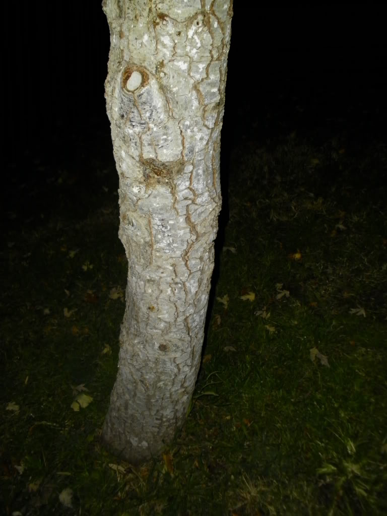 SANY0038.jpg