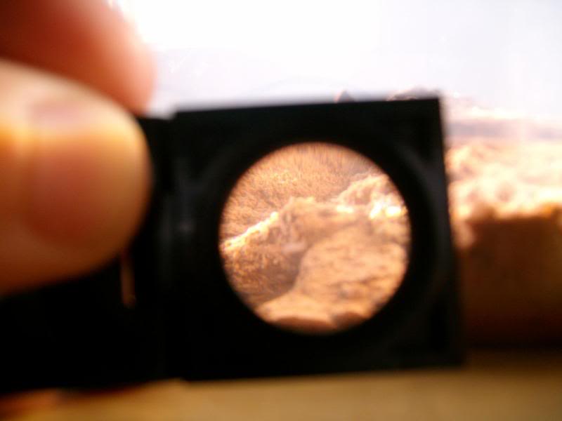 SANY1350.jpg
