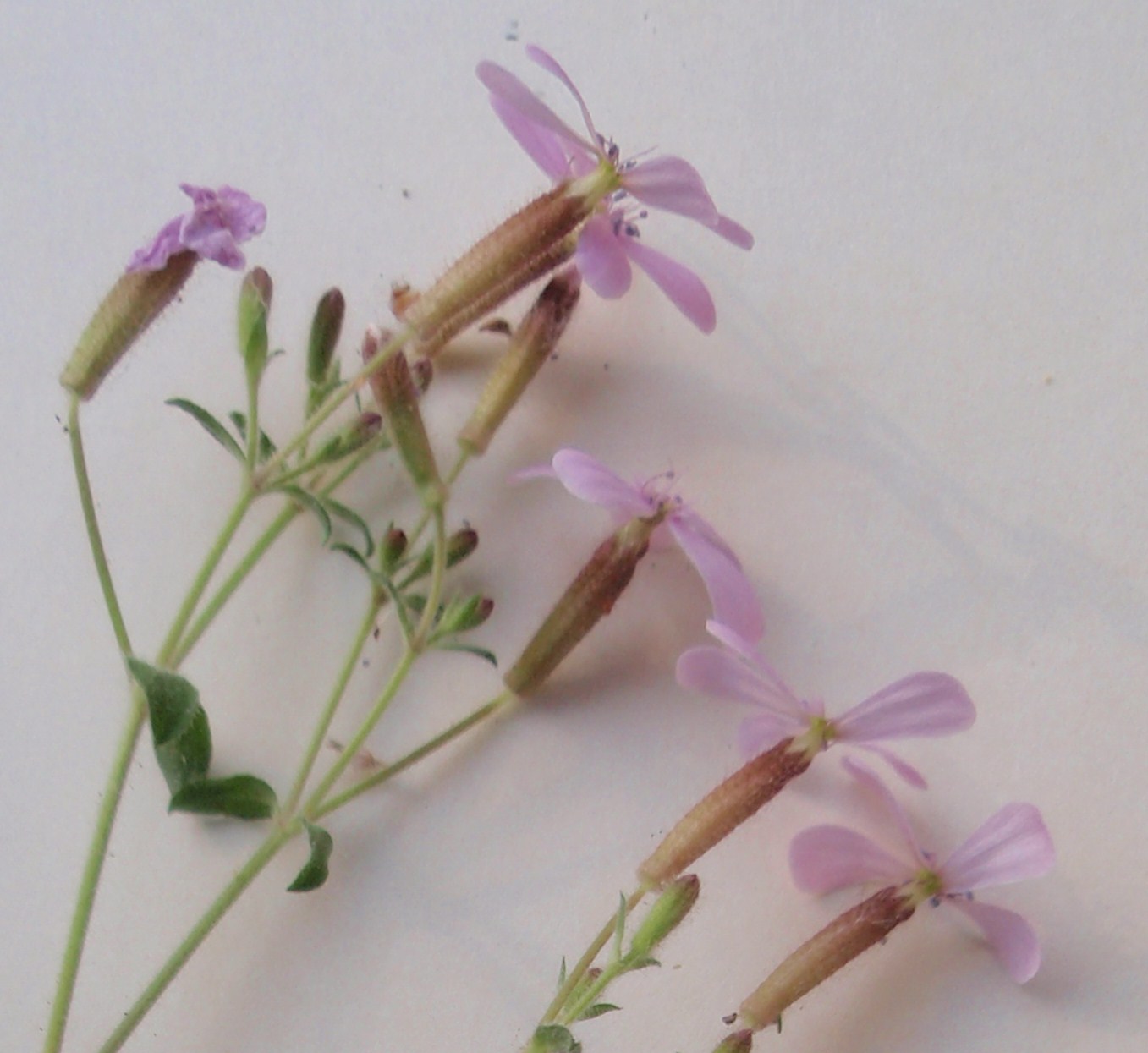 saponaria+ocymoides10.JPG