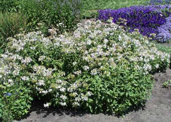 saponaria-officinalis.jpg