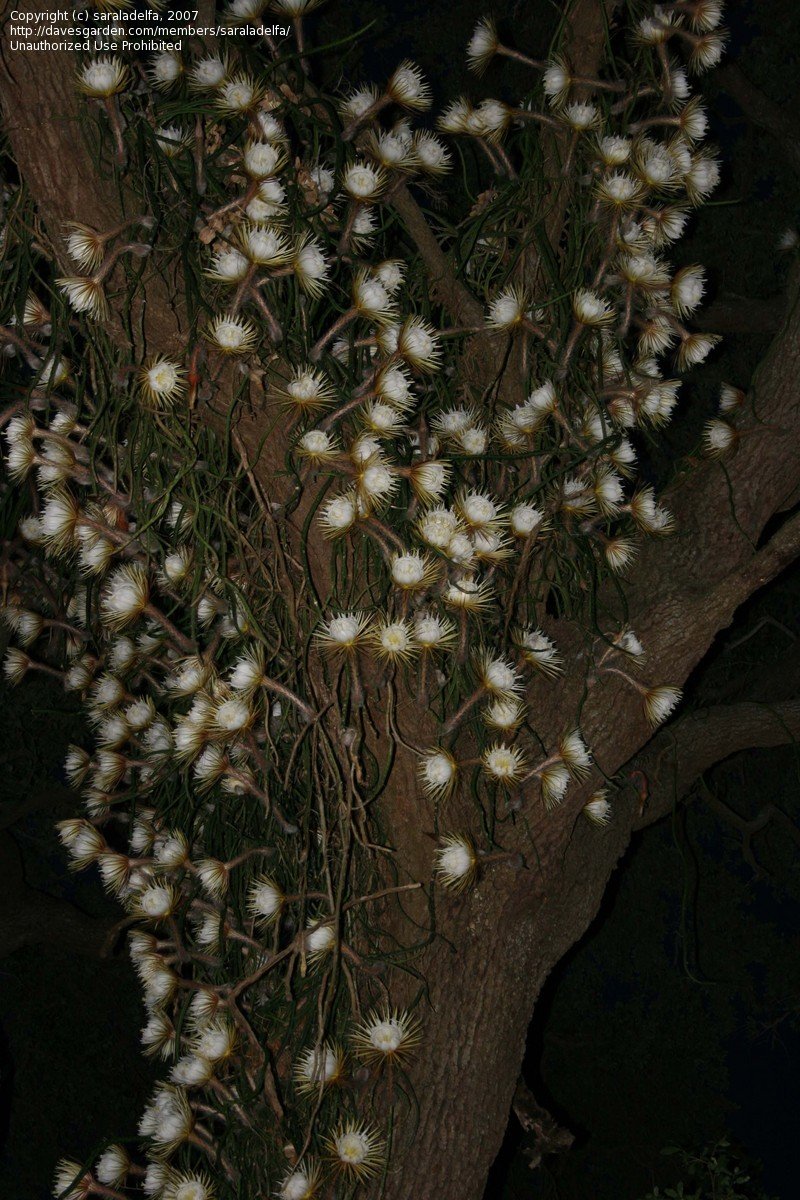 saraladelfa_1183326690_789.jpg