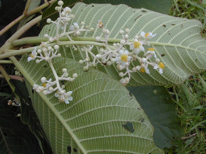 Sarauia3.jpg