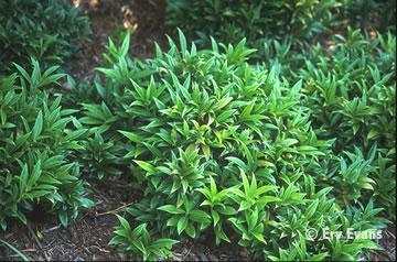 sarcococca-2.jpg