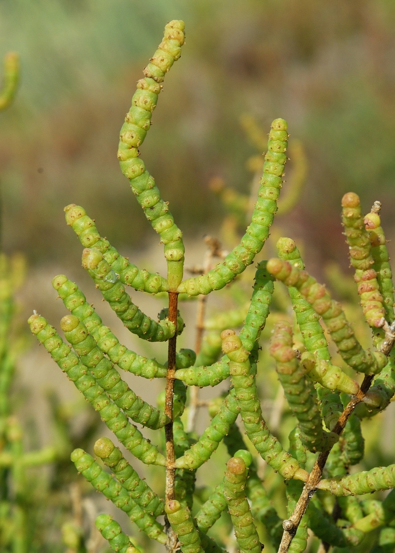 Sarcocornia%20fruticosa_001351_ams_2_2_800px.jpg