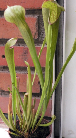 Sarracenia%20alata.jpg