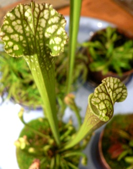 Sarracenia%20leucophylla.jpg