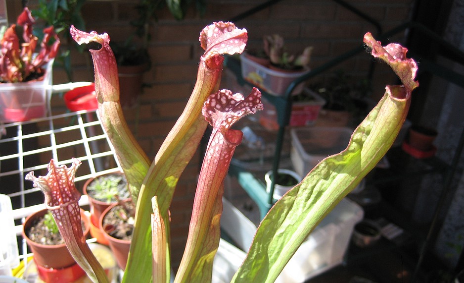 Sarracenia%20Lorenzo.jpg