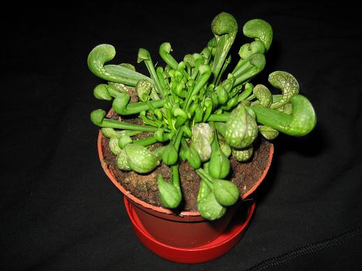 Sarracenia%20ps..JPG