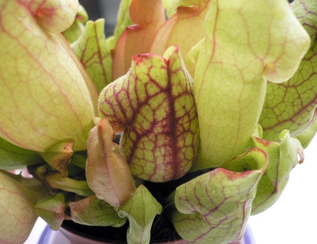 Sarracenia%20purpurea%20venosa.jpg