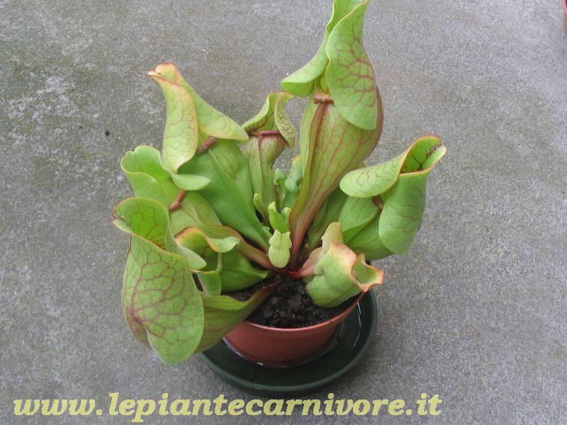 Sarracenia%20Purpurea_V%201.jpg