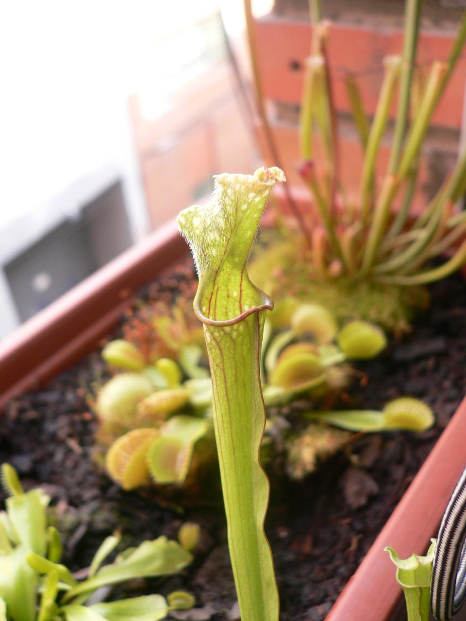 Sarracenia%20stevensii.JPG