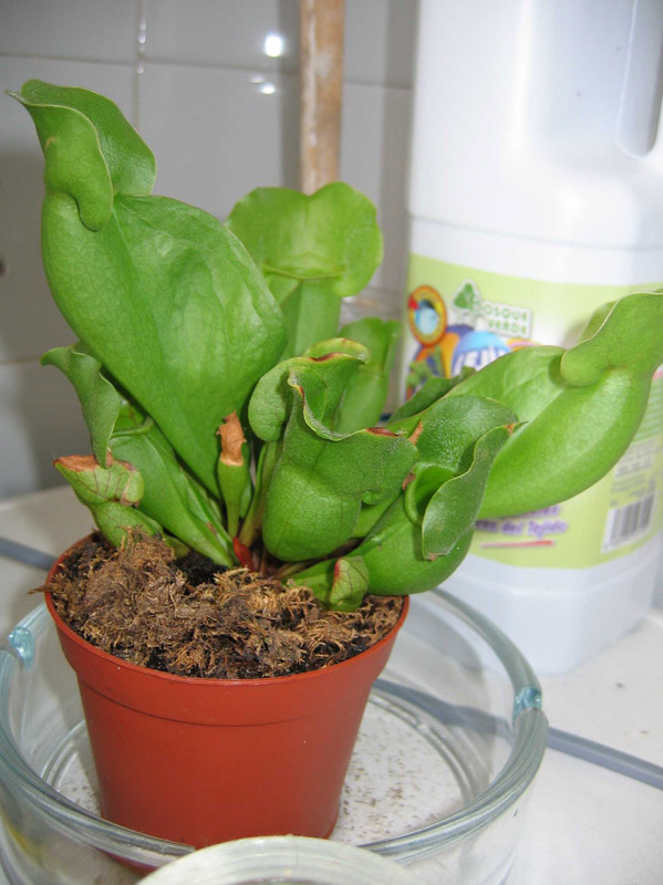 Sarracenia.jpg