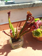 Sarracenia-Judith-Hindle.jpg