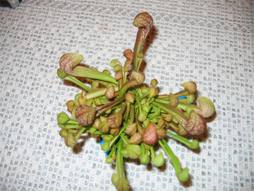 Sarracenia-Psittacina-01.jpg