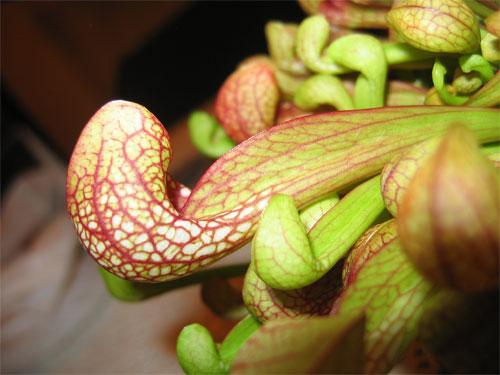 Sarracenia-Psittacina-02.jpg
