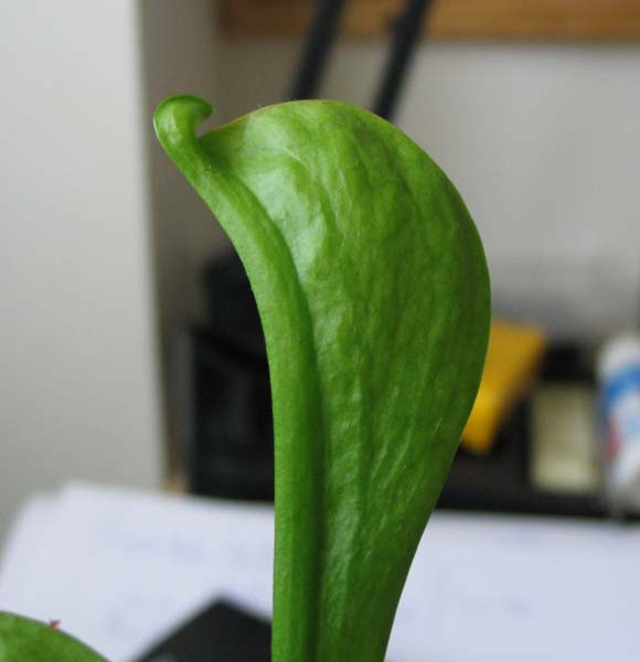 Sarracenia-psittacina-en-Ou.jpg