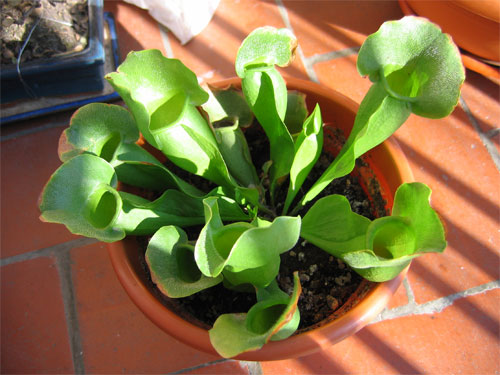 Sarracenia-purpurea%7E0.jpg