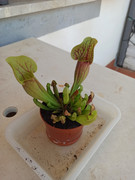 Sarracenia-Purpurea.jpg
