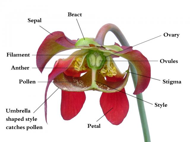 sarracenia_cutawaypreview.jpg