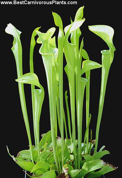 Sarracenia_oreophila_Copyright_P_Dzik.jpg
