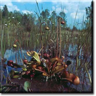Sarracenia_psittacina-SC-1.jpg