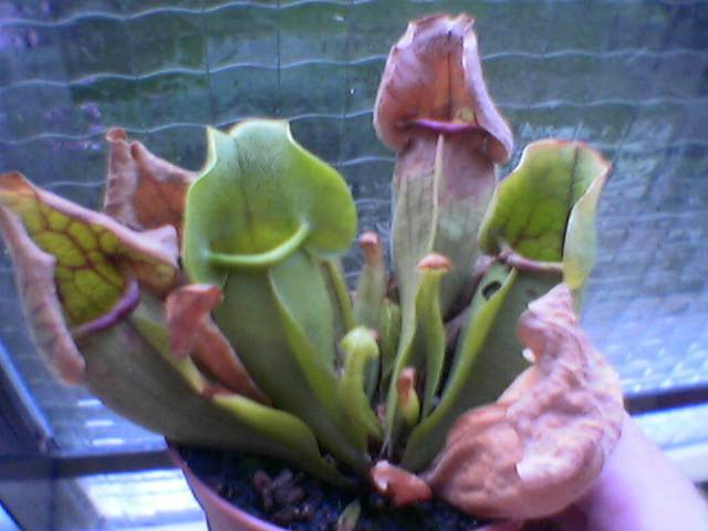 sarraceniaPurpurea-frontal-00.jpg
