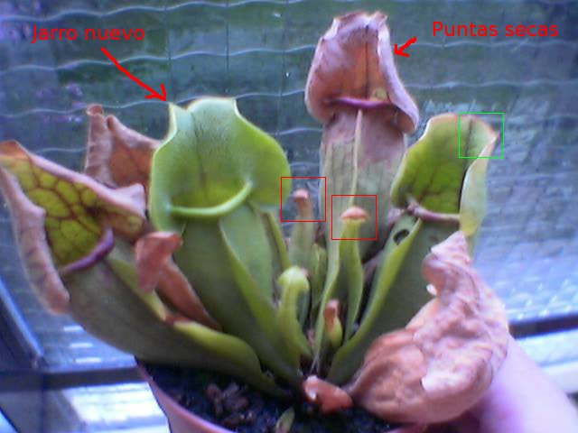 sarraceniaPurpurea-infojardin.jpg