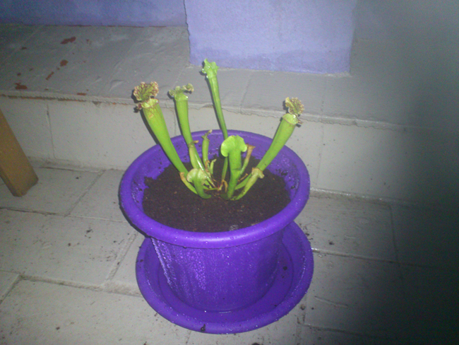 sarraceniatrasplantada2_zps325b08c7.jpg