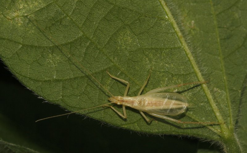 satamontes_5656.jpg
