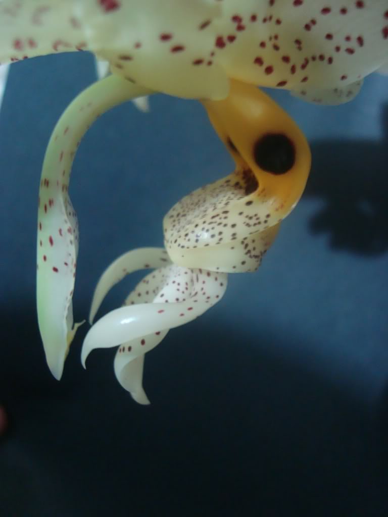 satnocullata3.jpg