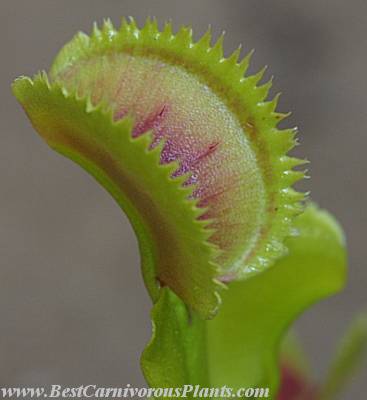 Sawtooth_1.jpg