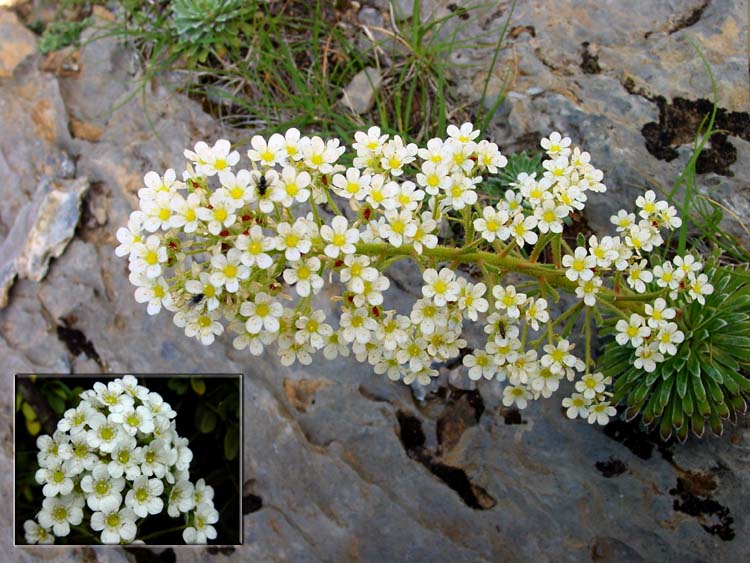 saxifraga%20longifolia.jpg