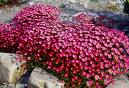saxifraga arendsii 3.jpg