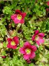 saxifraga arendsii.jpg