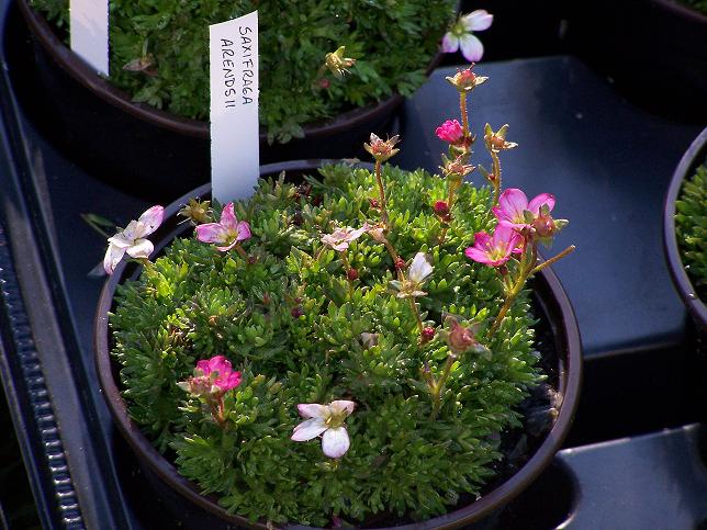 saxifraga.JPG