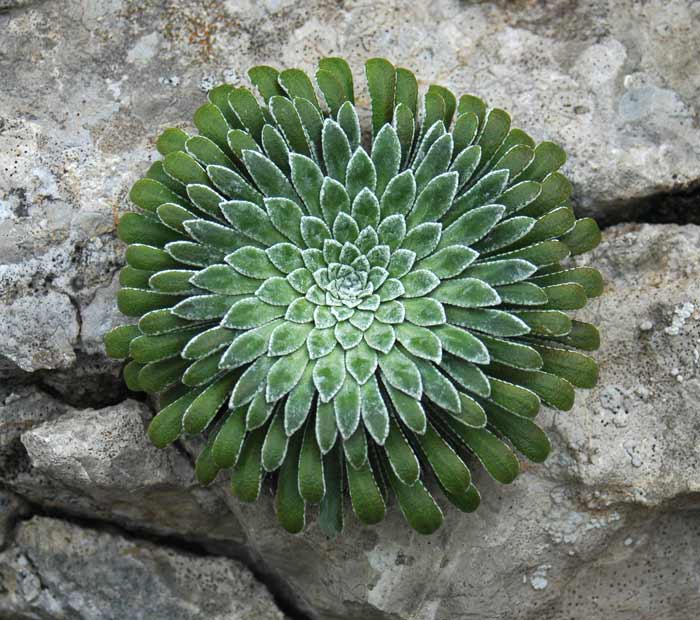 Saxifraga-longifolia2.jpg