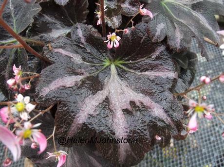 saxifraga-silver-velvet-L-L_TIzg.jpe