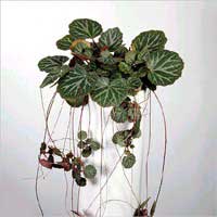 saxifraga-stolonifera.jpg