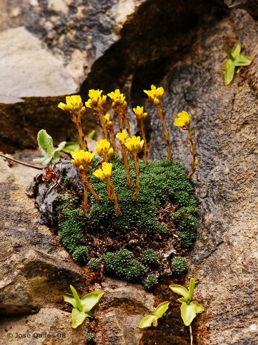 Saxifraga_aretioides.jpg