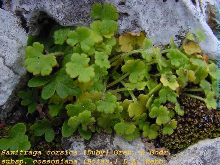 Saxifraga_corsicassp.cossoniana3_f_s.jpg