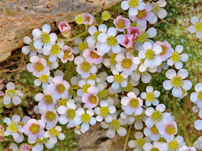Saxifraga_erioblasta.jpg