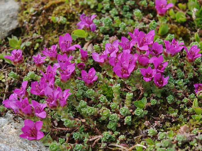Saxifraga_oppositifolia.jpg