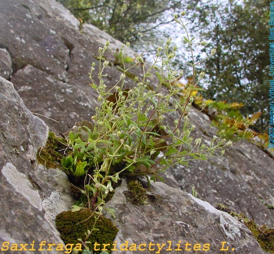 Saxifraga_tridactilites(gral)_f_s.jpg