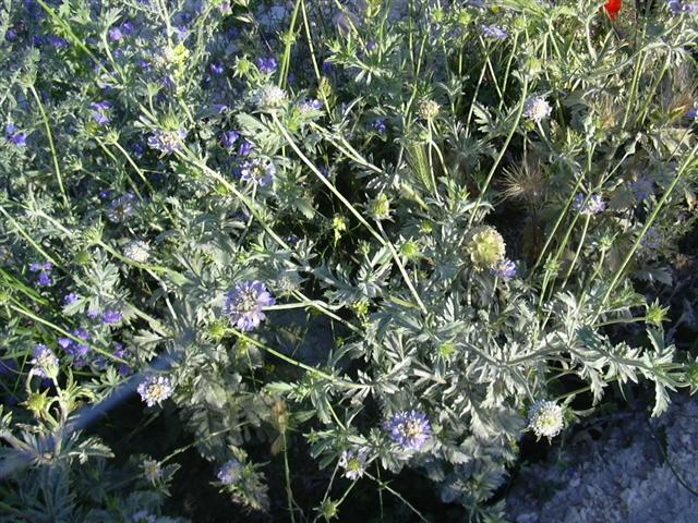 Scabiosa%20simplex%20dentata%20%2815%29%20%28Small%29.JPG