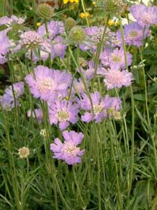 scabiosa-caucasica.jpg