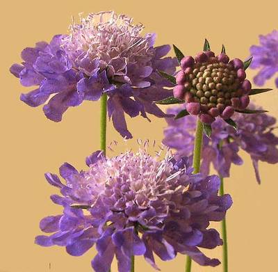 scabiosa.jpg