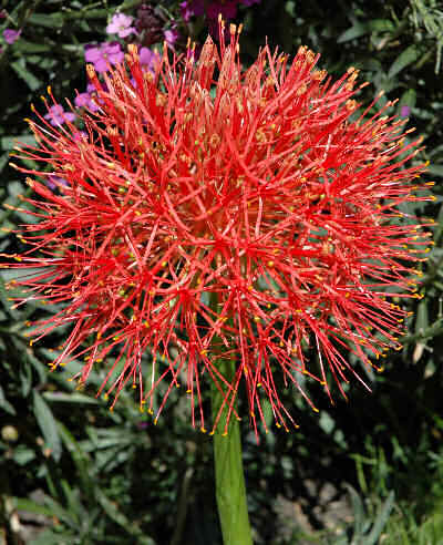 Scadoxus.jpg