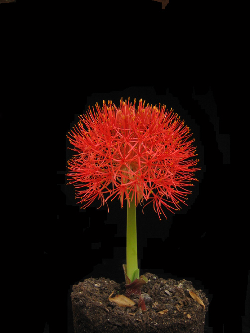 scadoxus.jpg