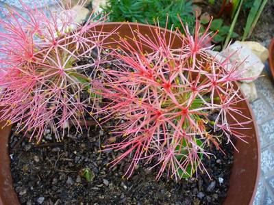 scadoxus_18set071.JPG