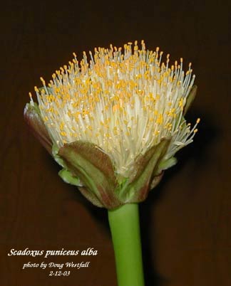 Scadoxus_puniceus_alba.jpg